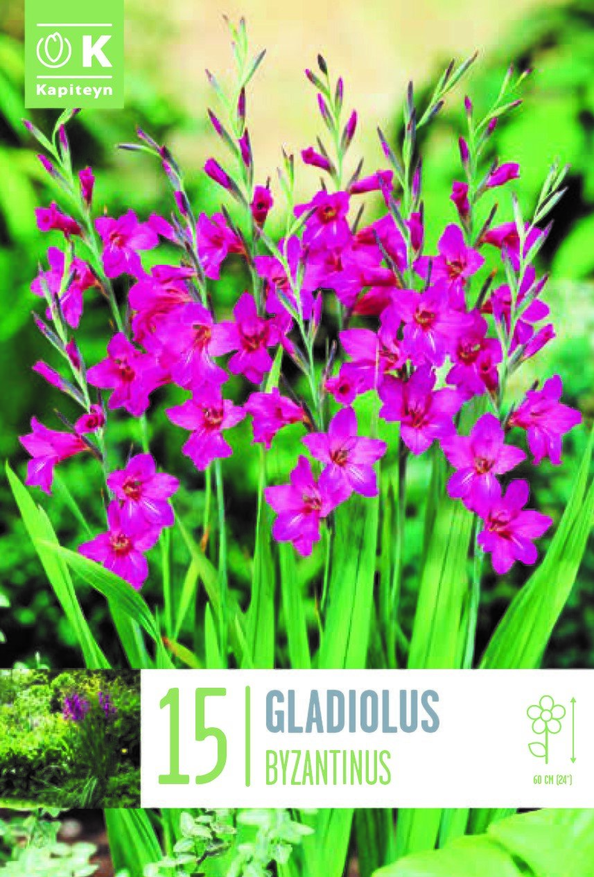 GLADIOLUS BYZANTINUS X 15