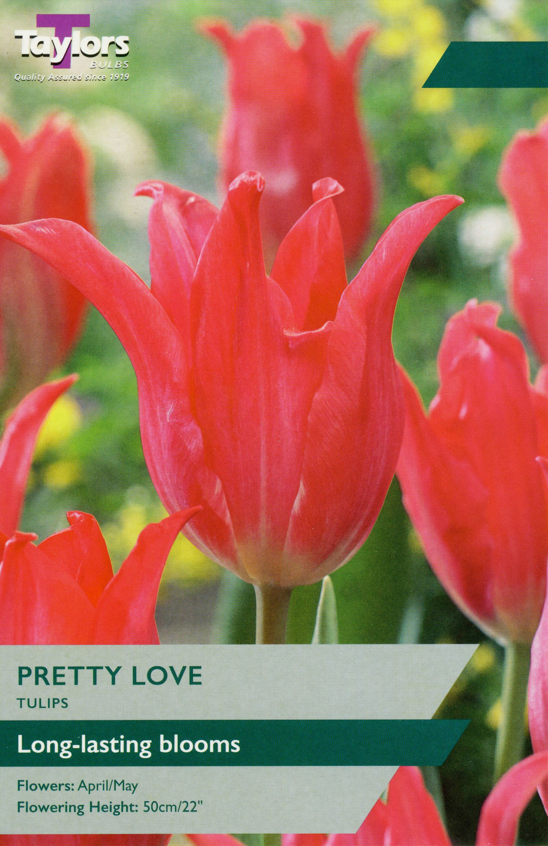 TULIP PRETTY LOVE X 7