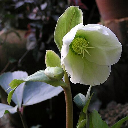 HELLEBORUS FROSTKISS MOLLY S WHITE