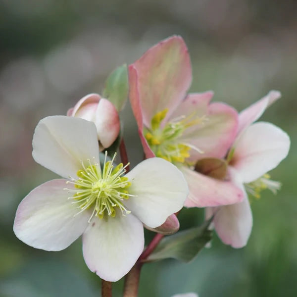 Helleborus erics.  Valeria  / P15