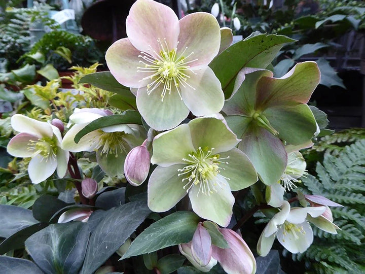 Helleborus erics.  Valeria  / P15