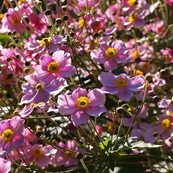 Windflower (Anemone Serenade)