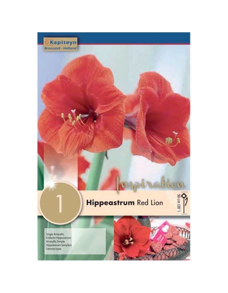 HIPPEASTRUM RED LION