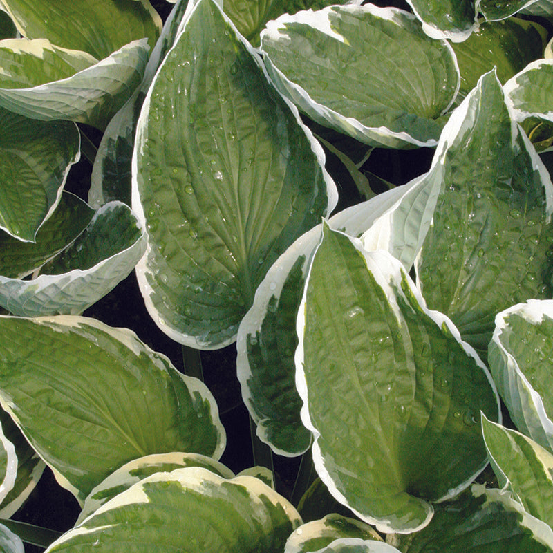 Hosta Francee