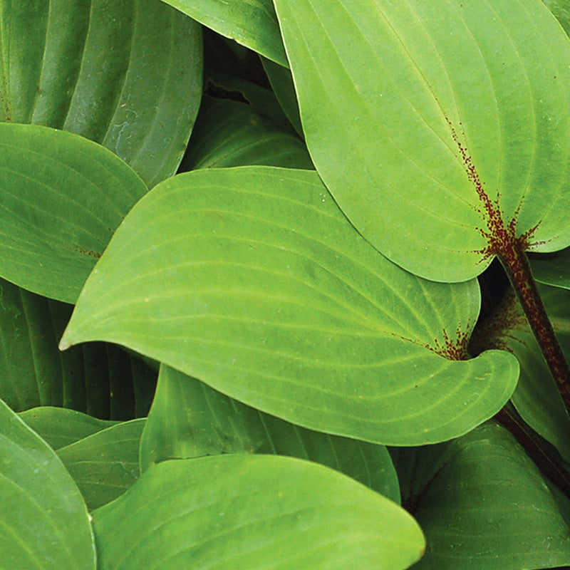 Plantain Lilies (Hosta Purple Heart)