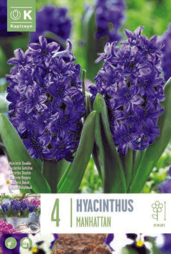 HYACINTHUS MANHATTAN X 4