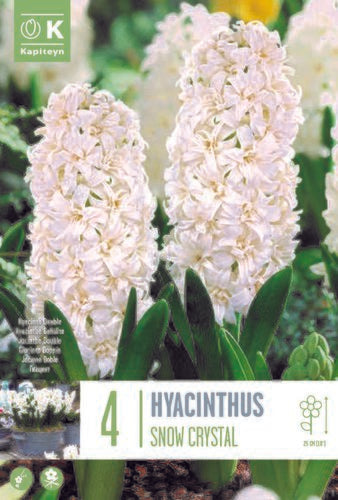 HYACINTHUS SNOW CRYSTAL X 4