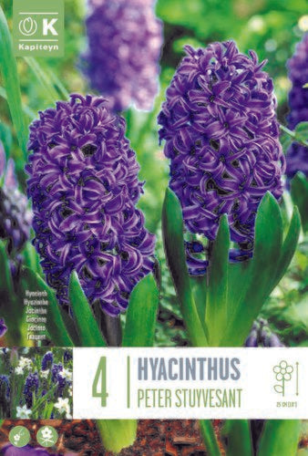 HYACINTHUS PETER STUYVESANT X 4