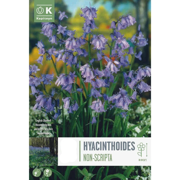 PROMO HYACINTHOIDES NONSCRIPTA X 20