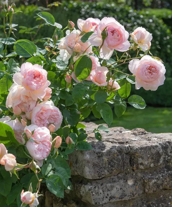 David Austin Rosa Gentle Hermione