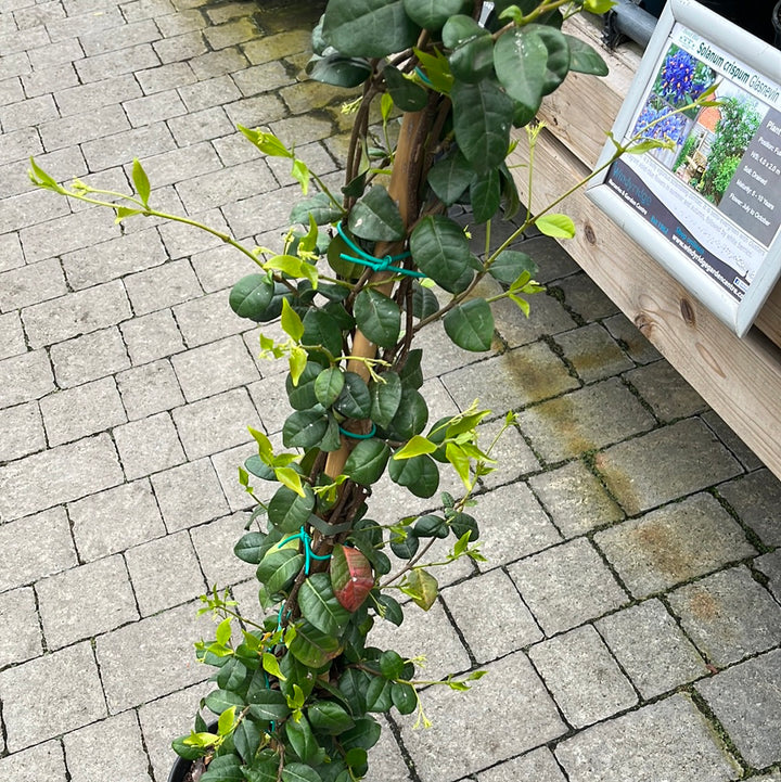 RHYNCOSPERMUM (Trachelosperum) JASMINOIDES CLT 10 H 200 - 250 CM