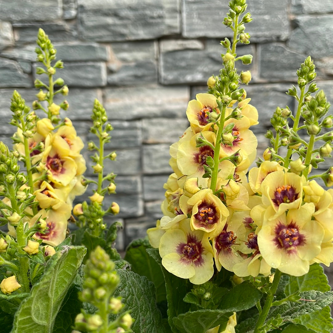 Verbascum-Dark-Eyes-2-Ltr