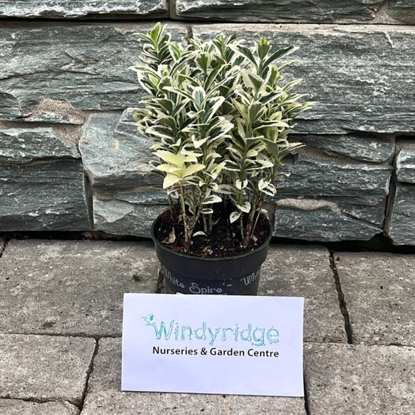 Euonymus-jap.-White-Spire-Potted-1