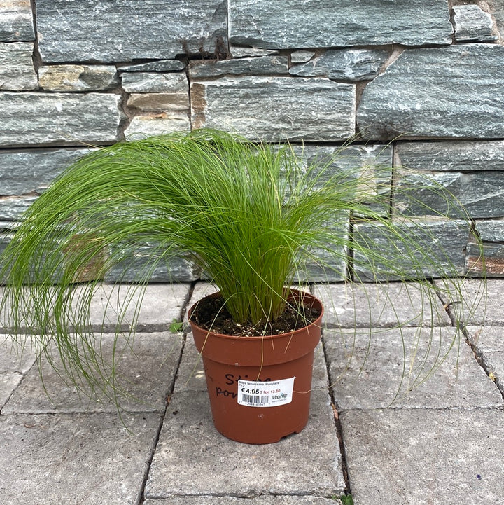 Stipa tenuissima Ponytails 12cm Pot