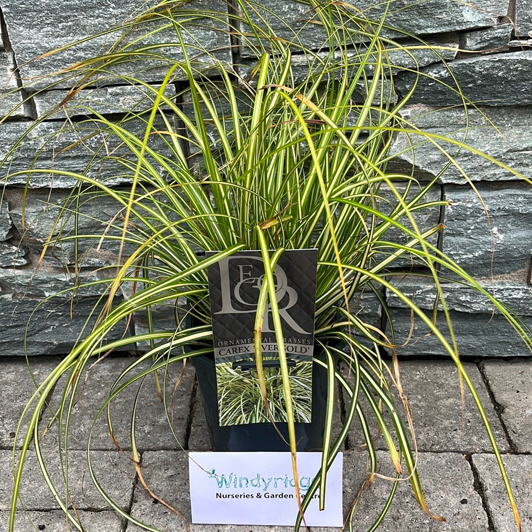 Carex-oshima-Evergold-Potted1