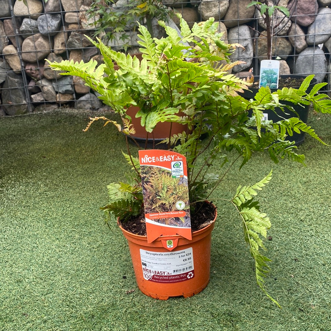 Japanese Shield Fern (Dryopteris Erythrosora)