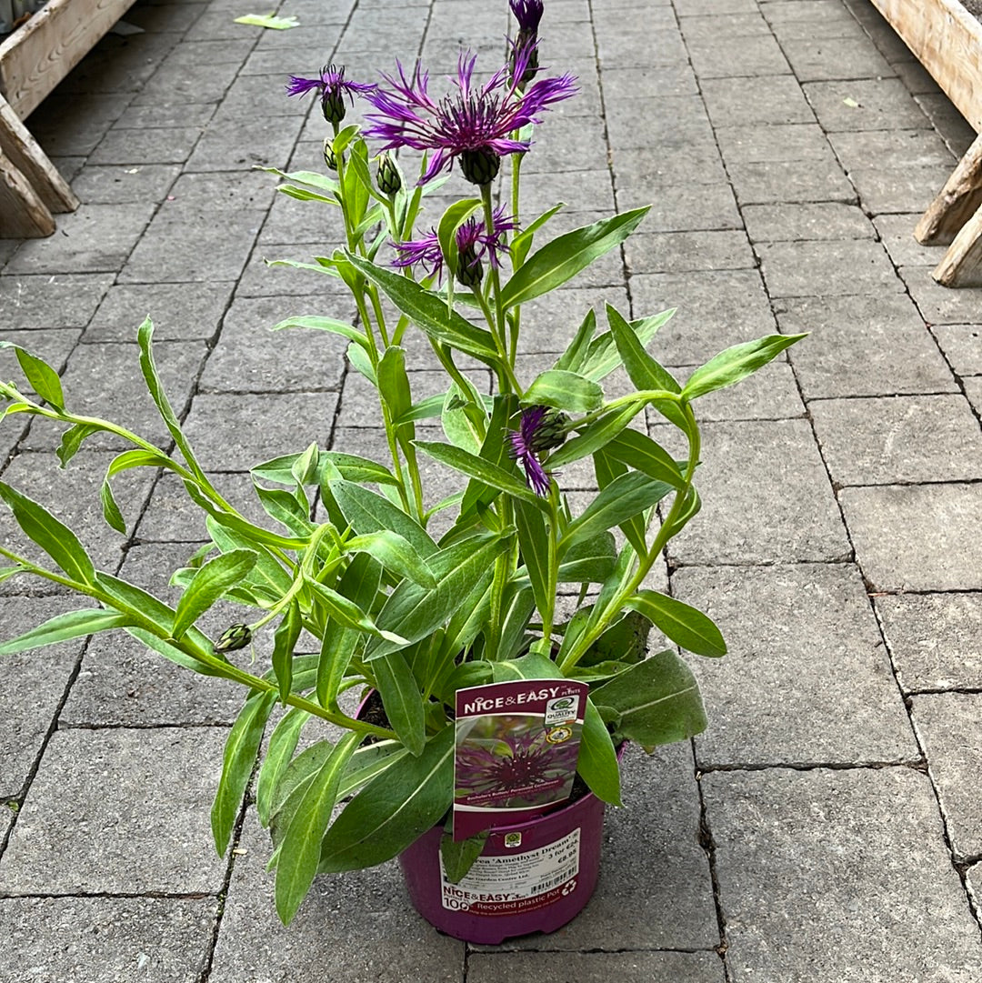 Mountain Cornflower Centaurea Amethyst Dream (2Ltr Pot)