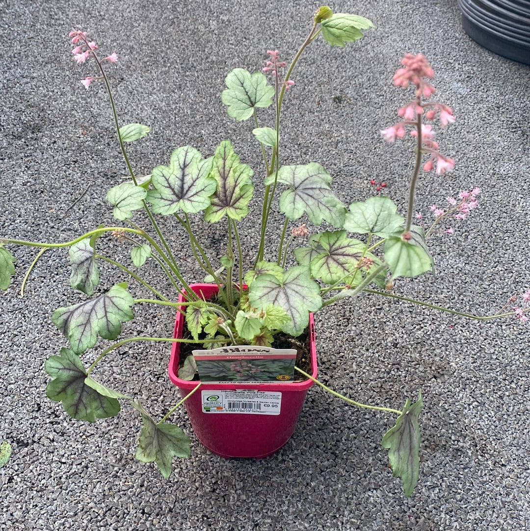 Heucherella Pink Fizz