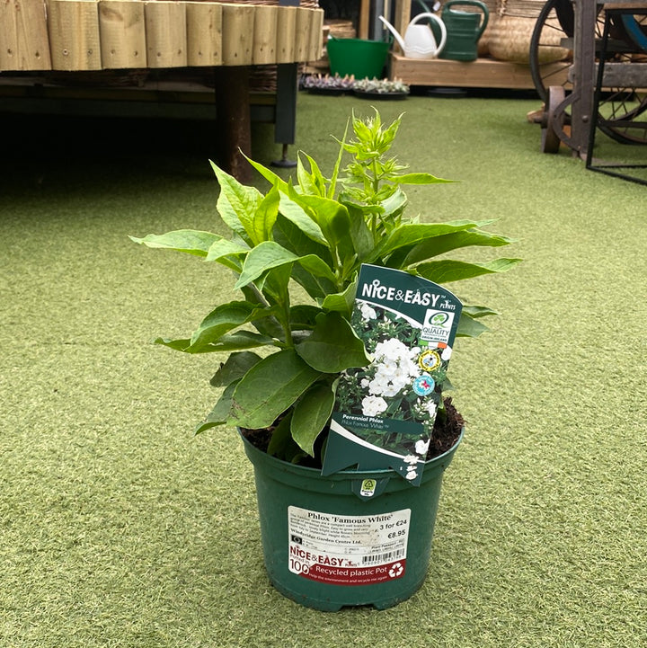 Phlox-Famous-White-Potted