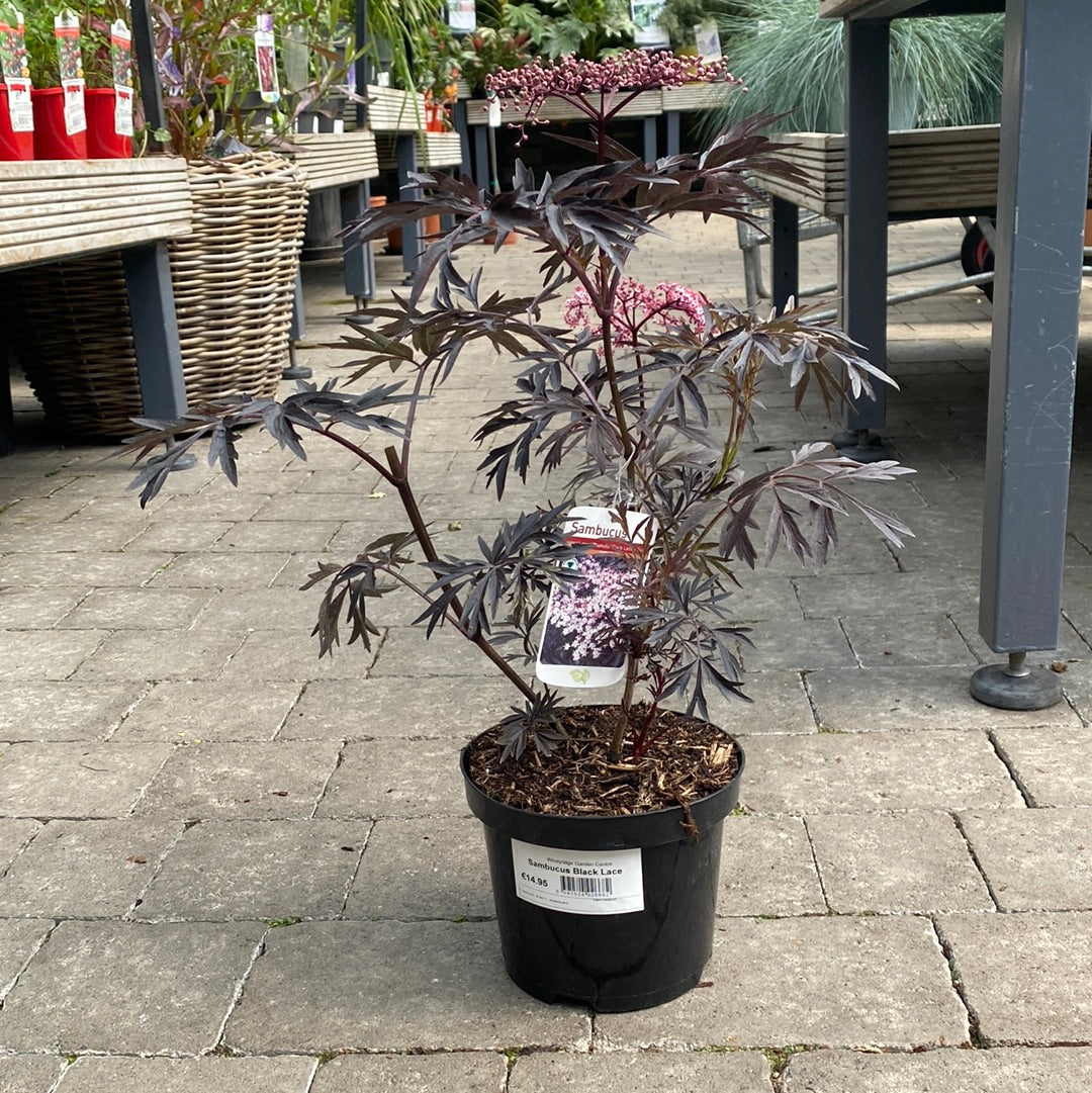 Sambucus Black Lace