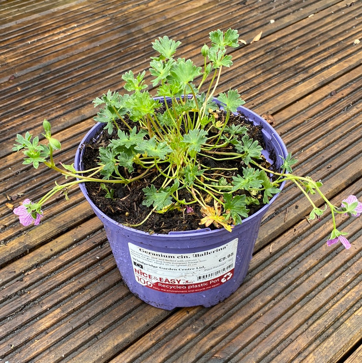 Geranium cin. Ballerina