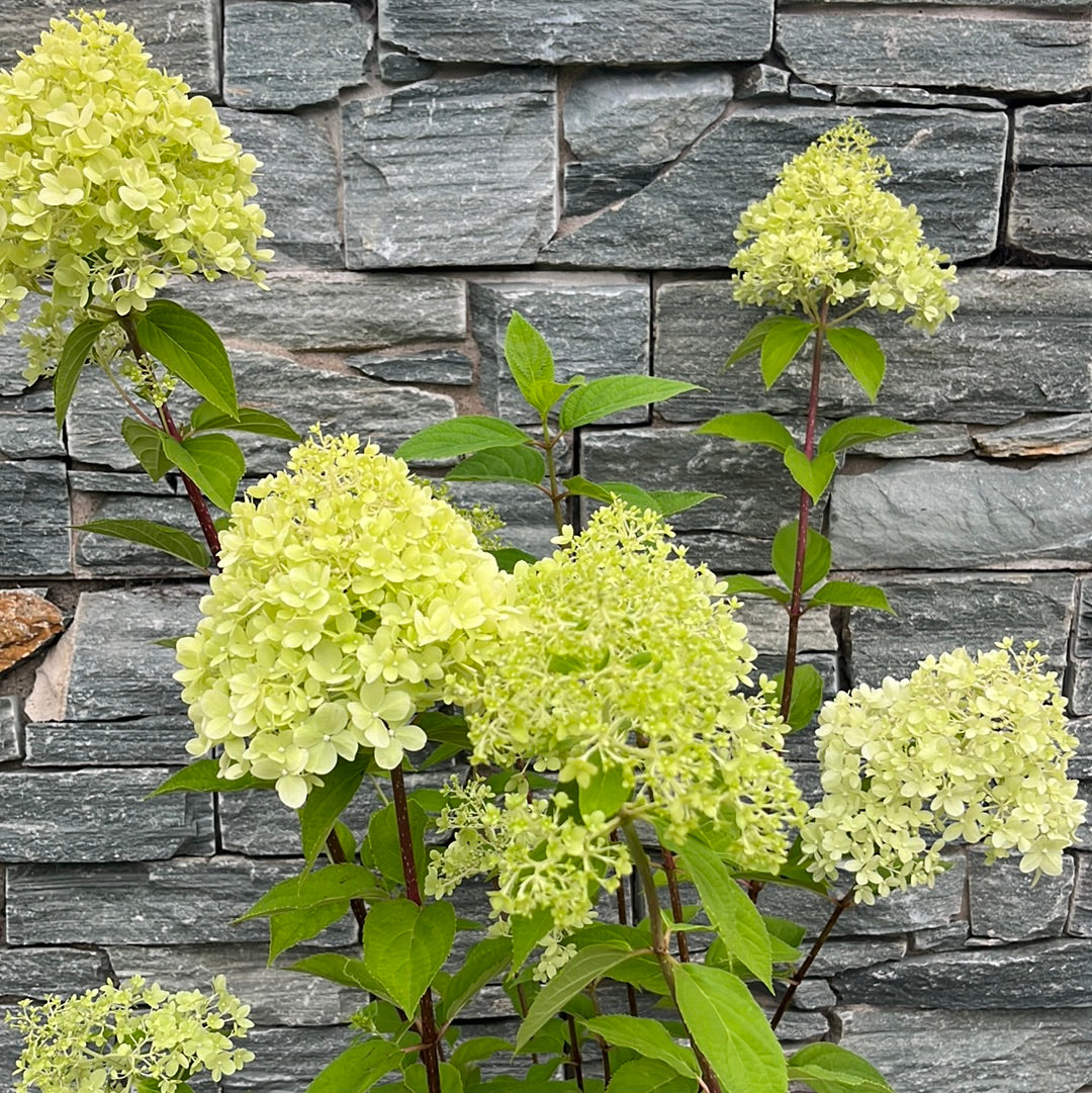 HYDRANGEA pan. Limelight