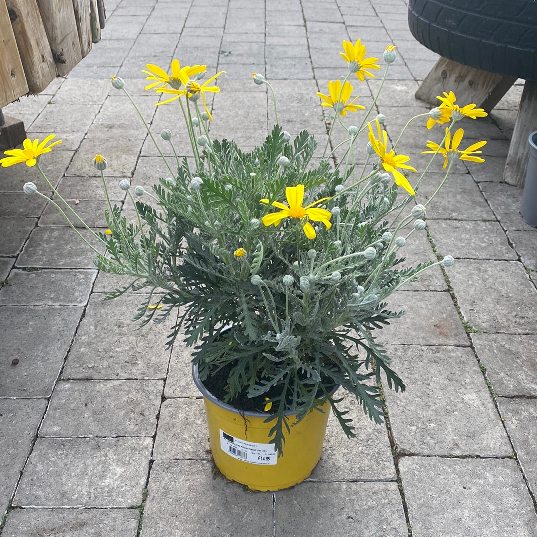 EURYOPS PECHTINATUS (IE)