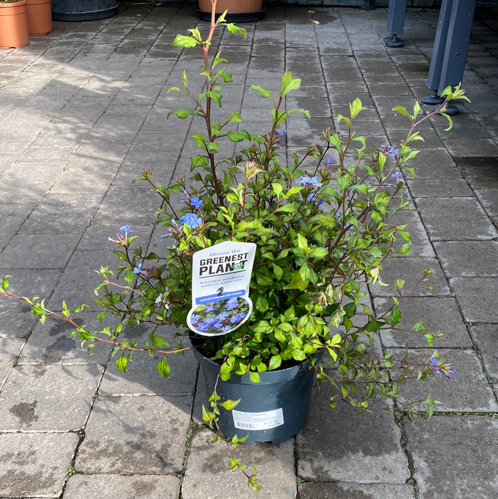 Ceratostigma willmottianum