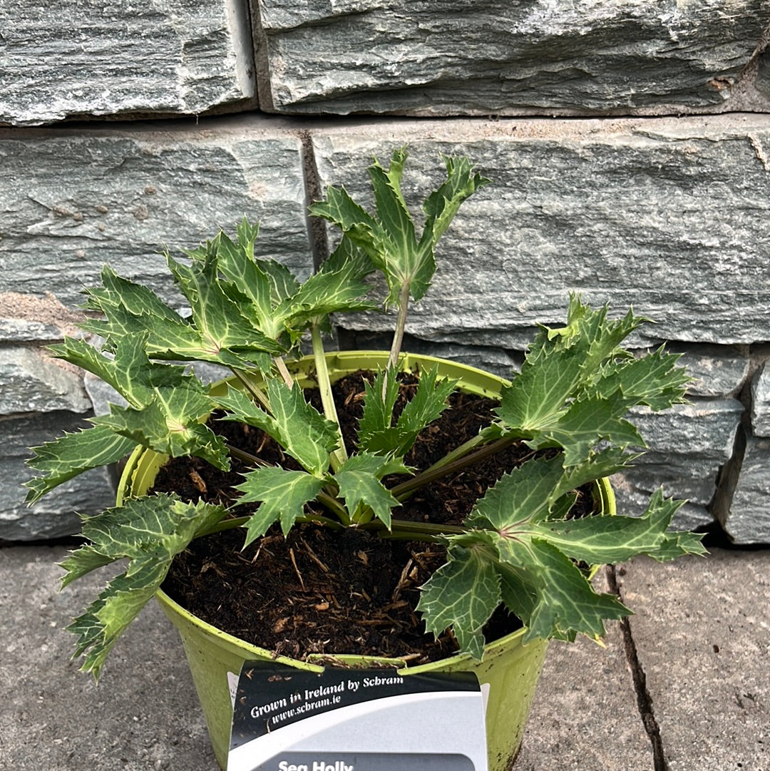 Sea Holly Etyngium Big Blue (2Ltr Pot)