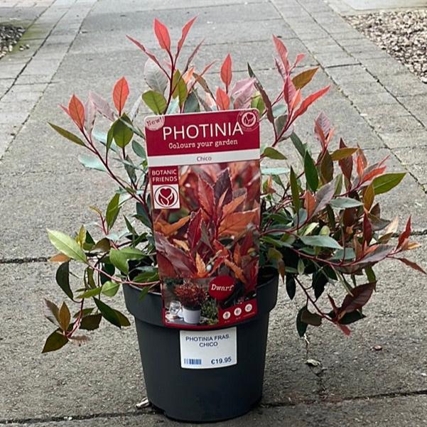 PHOTINIA FRAS. CHICO