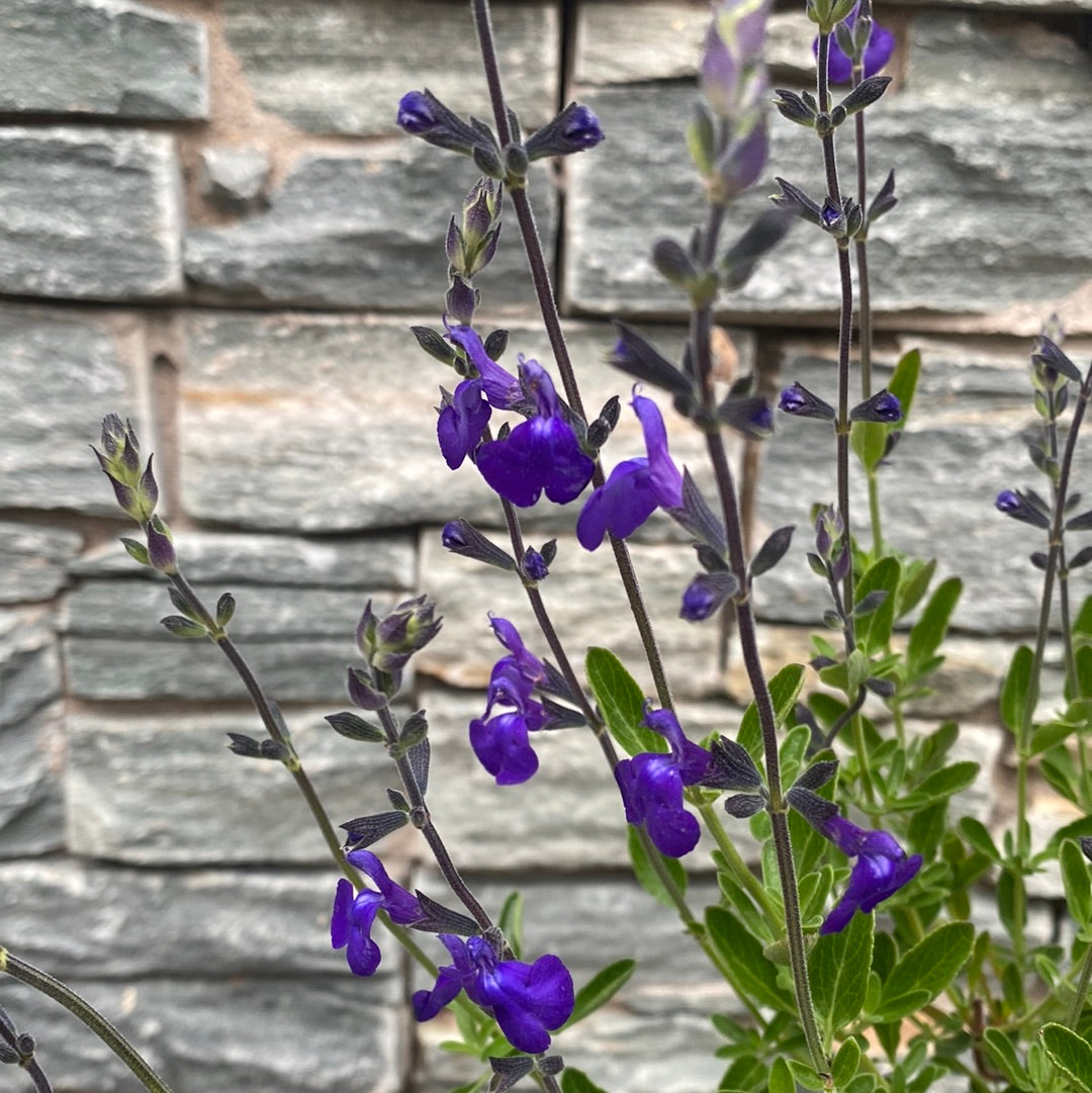 Autumn Sage Salvia greggii Blue Note (3Ltr Pot)