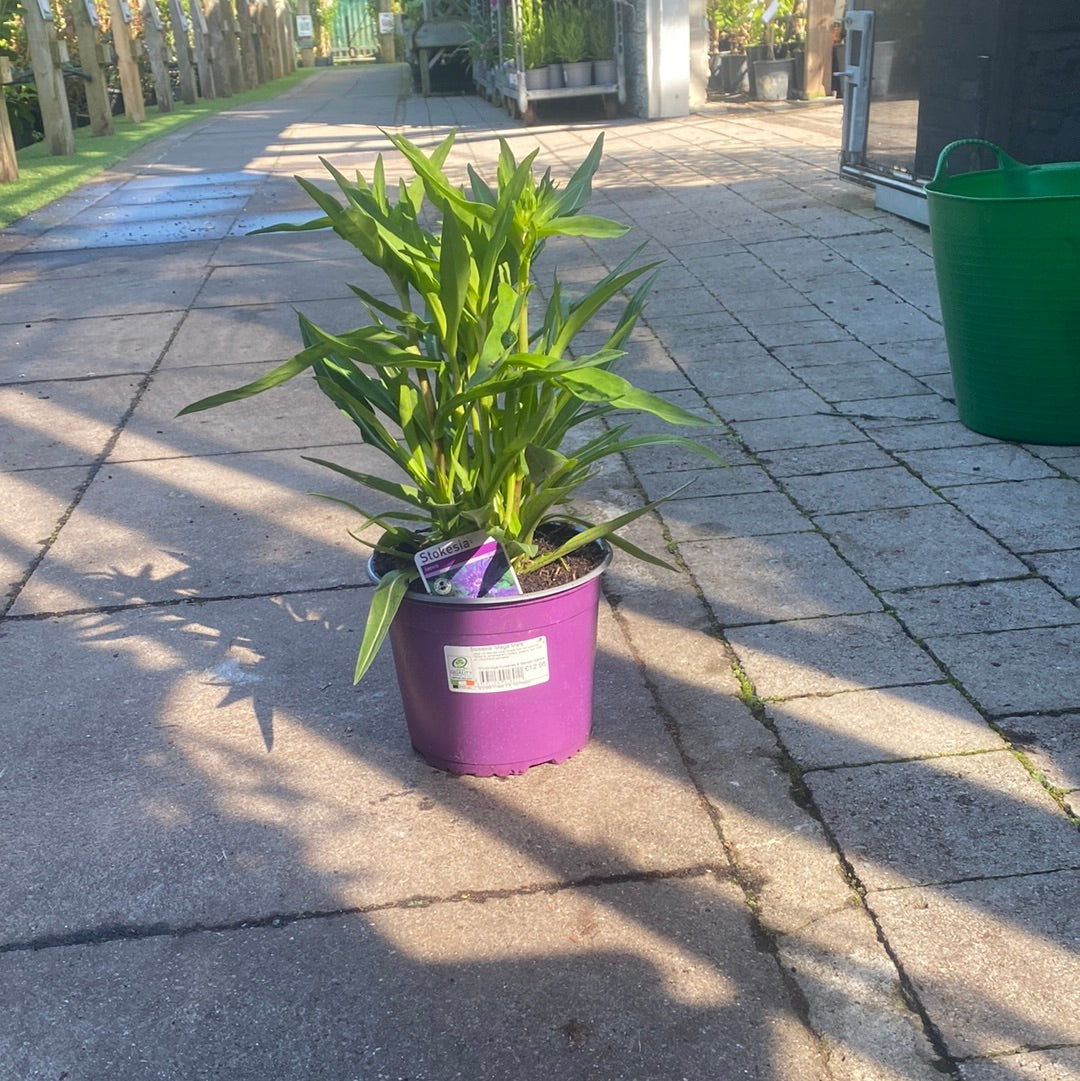 Stokesia Mega Mels