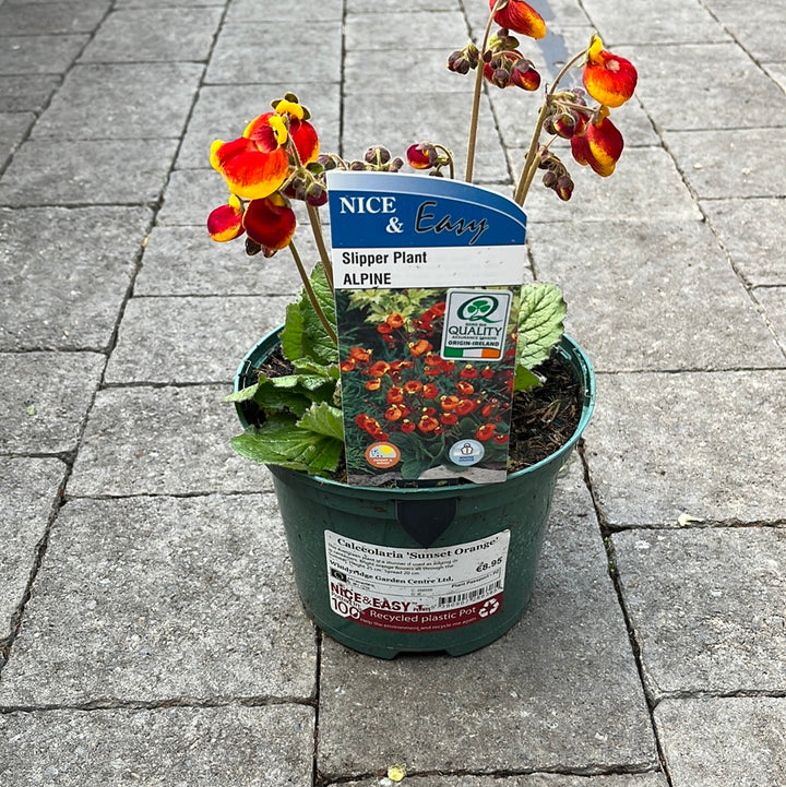 Calceolaria Sunset Orange