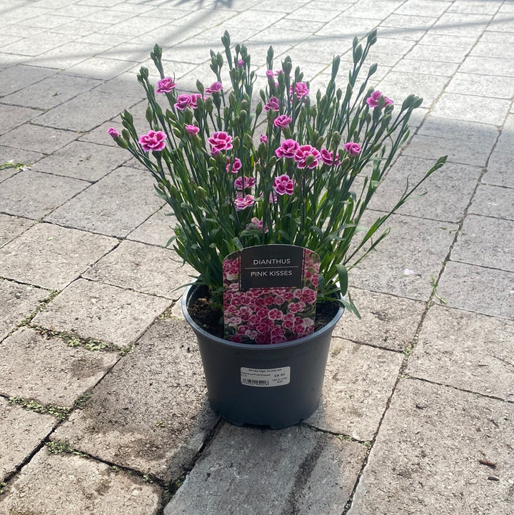 Carnation Dianthus Pink Kisses (2Ltr Pot)