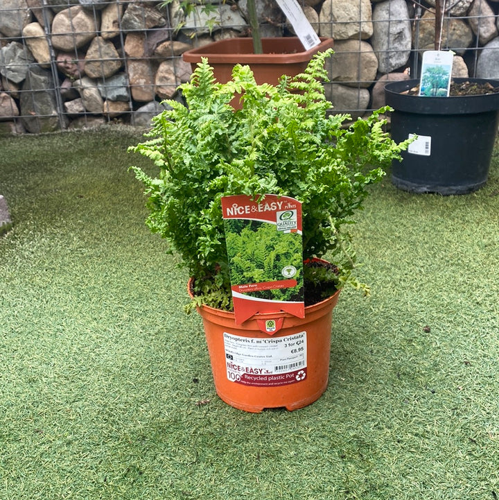 Dryopteris f. m Crispa Cristata