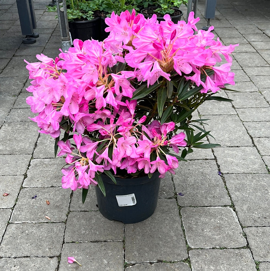 Rhododendron pont. Graziella