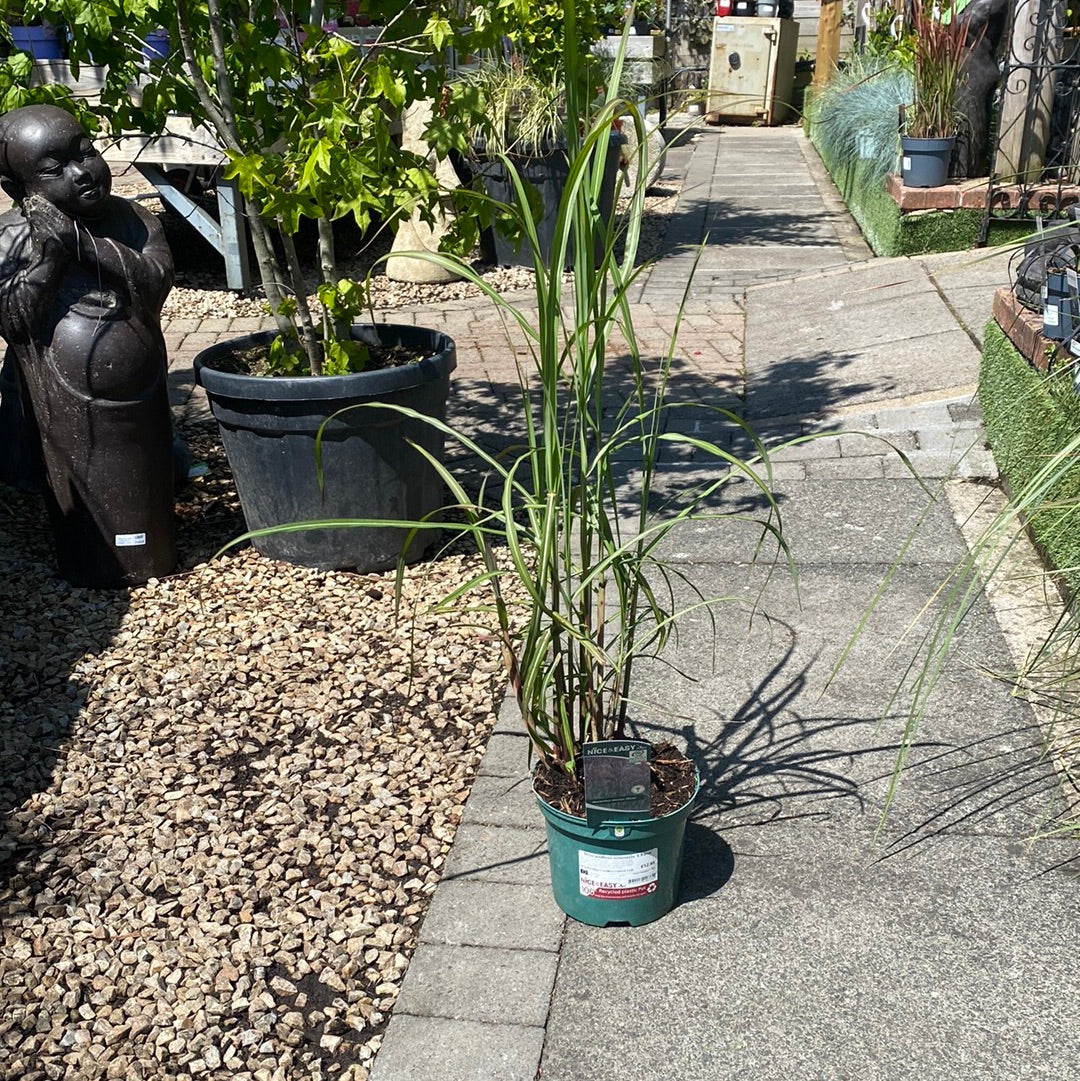 Miscanthus sinensis China