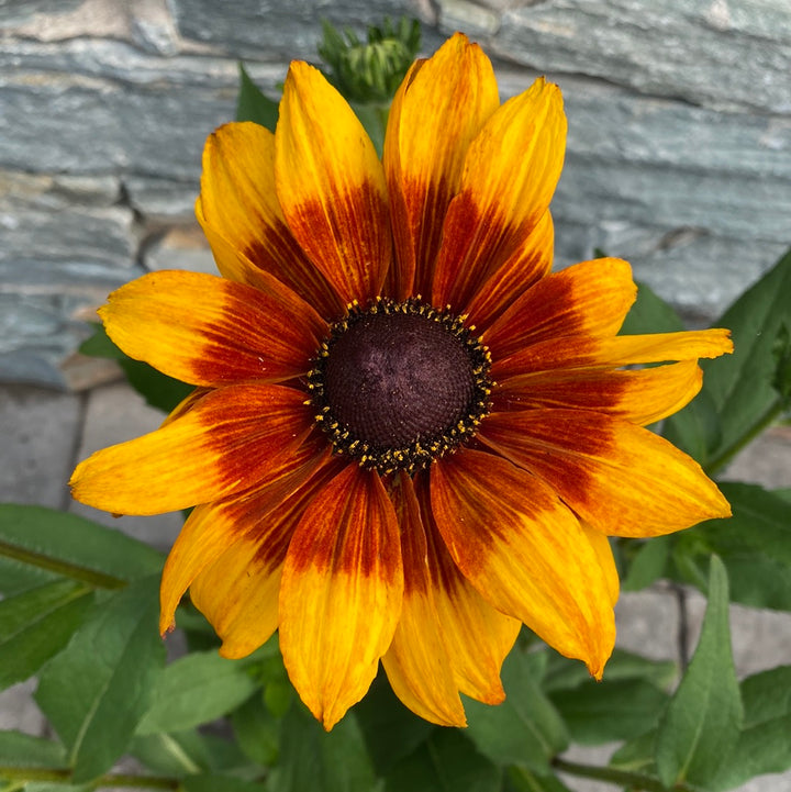 Black Eyed Susan Rudbeckia Summerina Yellow (3Ltr Pot)