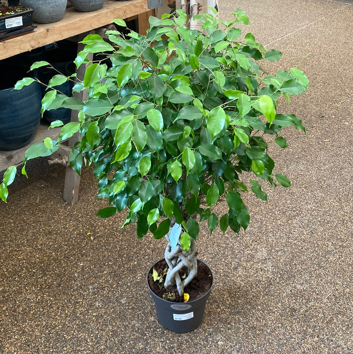 Ficus ben. Exotica