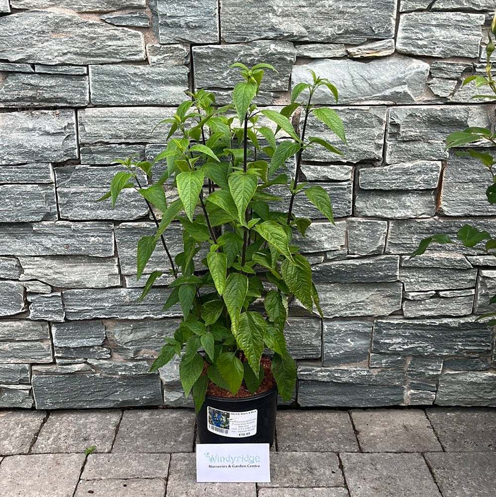 Salvia-Black-And-Bloom-potted 1