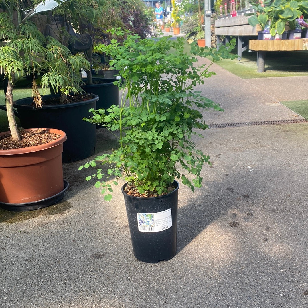 THALICTRUM Splendide White