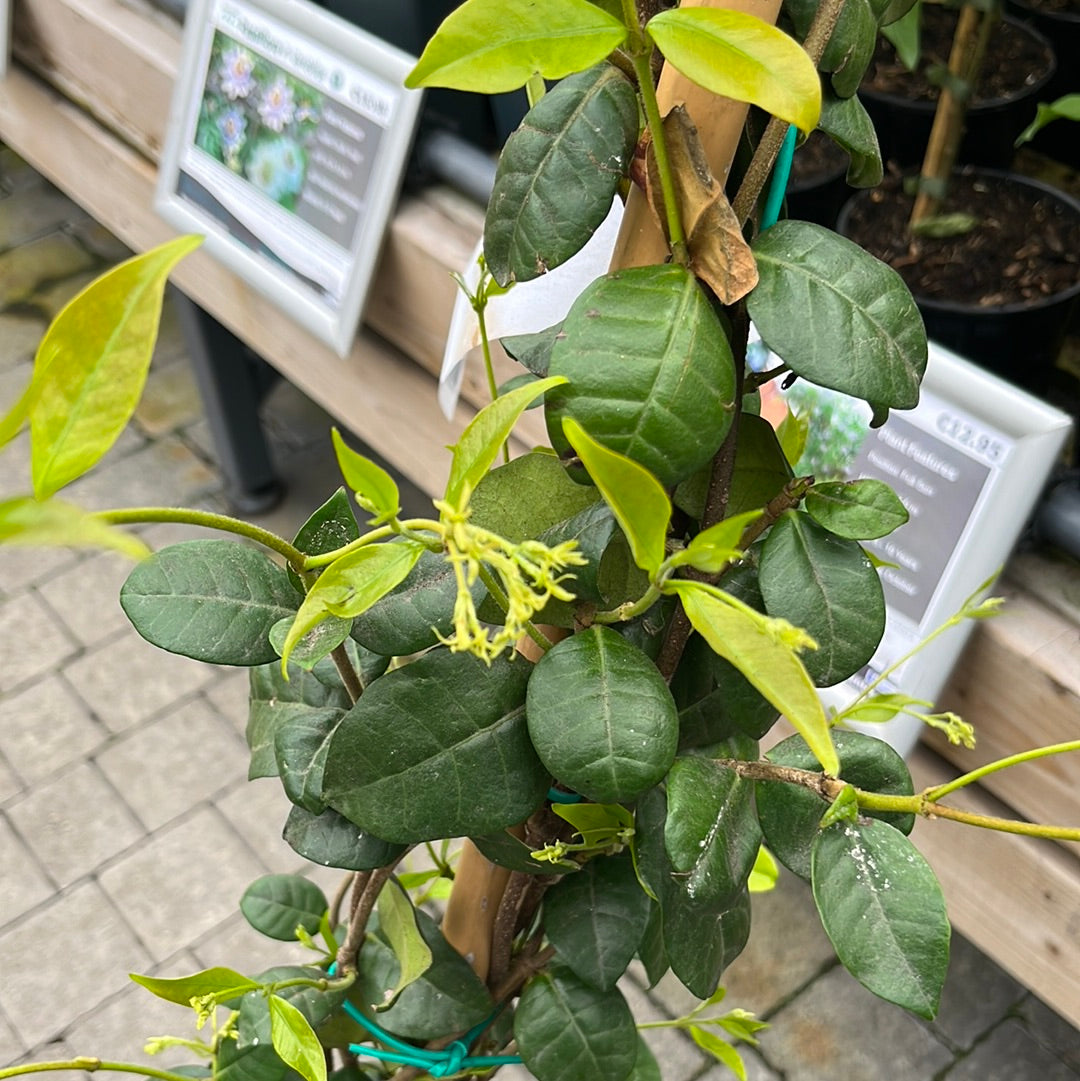 RHYNCOSPERMUM (Trachelosperum) JASMINOIDES CLT 10 H 200 - 250 CM