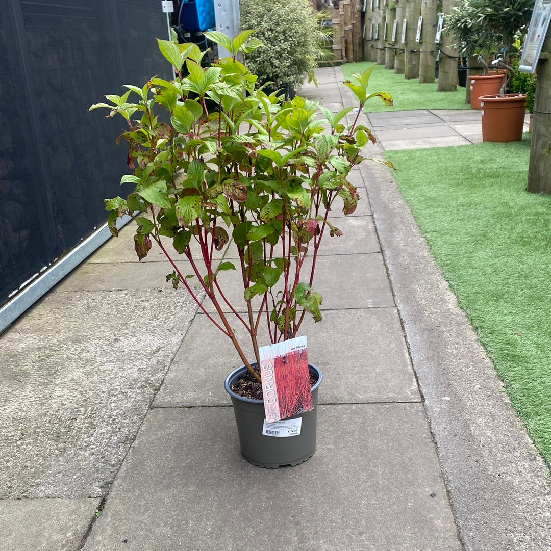 Cornus alba Sibirica