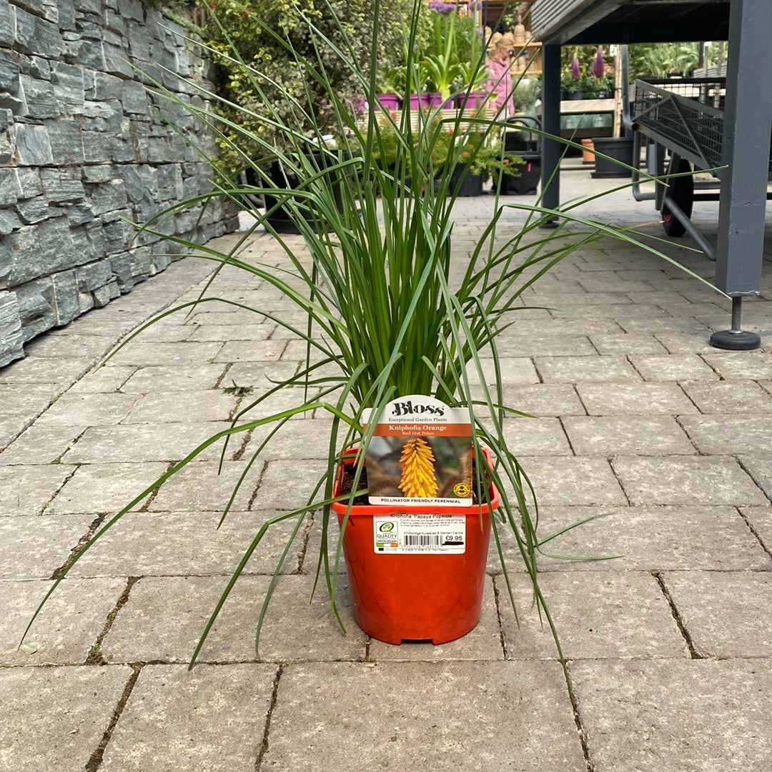 Kniphofia Papaya Popsicle