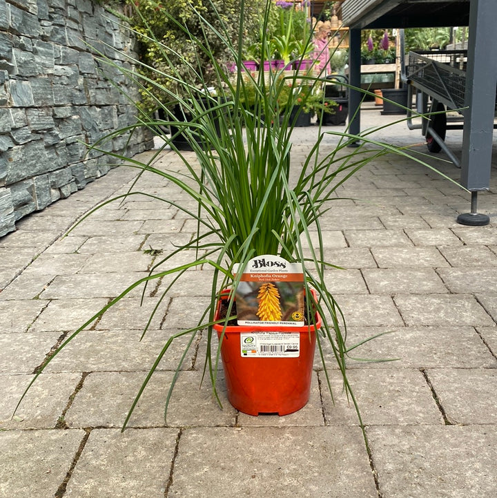 Kniphofia Papaya Popsicle