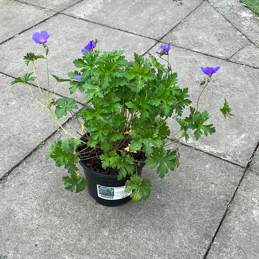 Cranesbill (Geranium Gravetye)