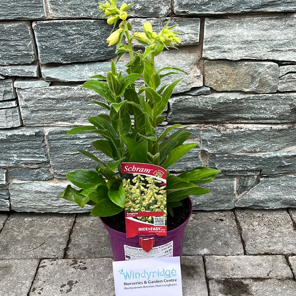 Digitalis-Grandiflora-Carillon-Potted