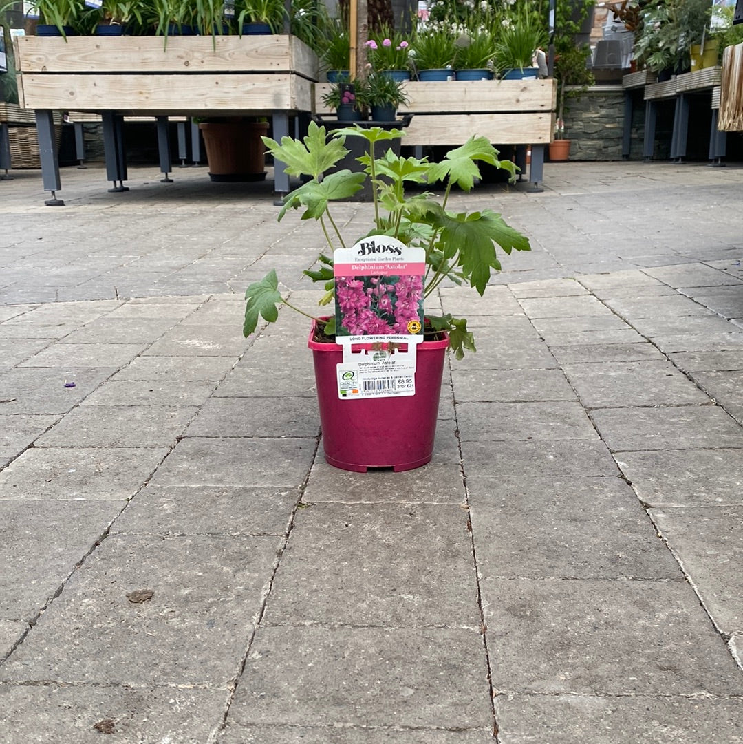 Larkspurs Delphinium  Astolat (2Ltr Pot)