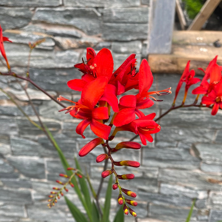 Montbretia (Crocosmia Lucifer)