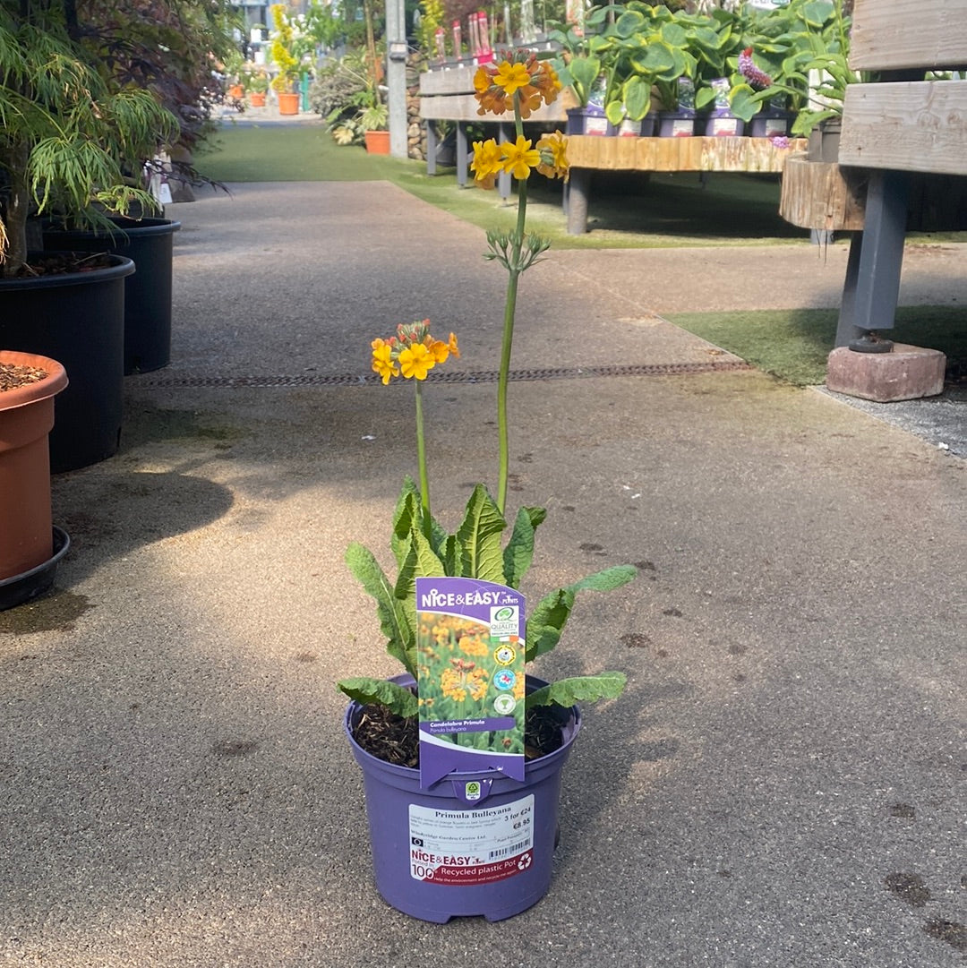 Primula Bulleyana